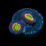 Funny D Zoanthid 