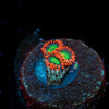 Emeralds on Fire Zoanthid 