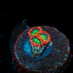 Emeralds on Fire Zoanthid 