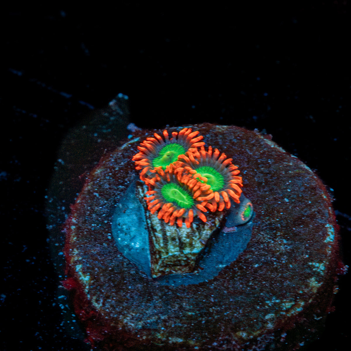 Emeralds on Fire Zoanthid 