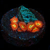 Chameleon Zoanthid 