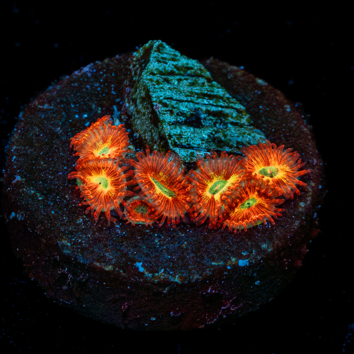 Chameleon Zoanthid 