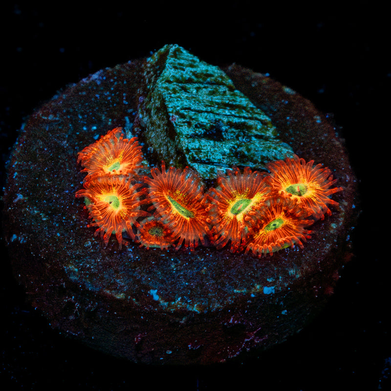 Chameleon Zoanthid
