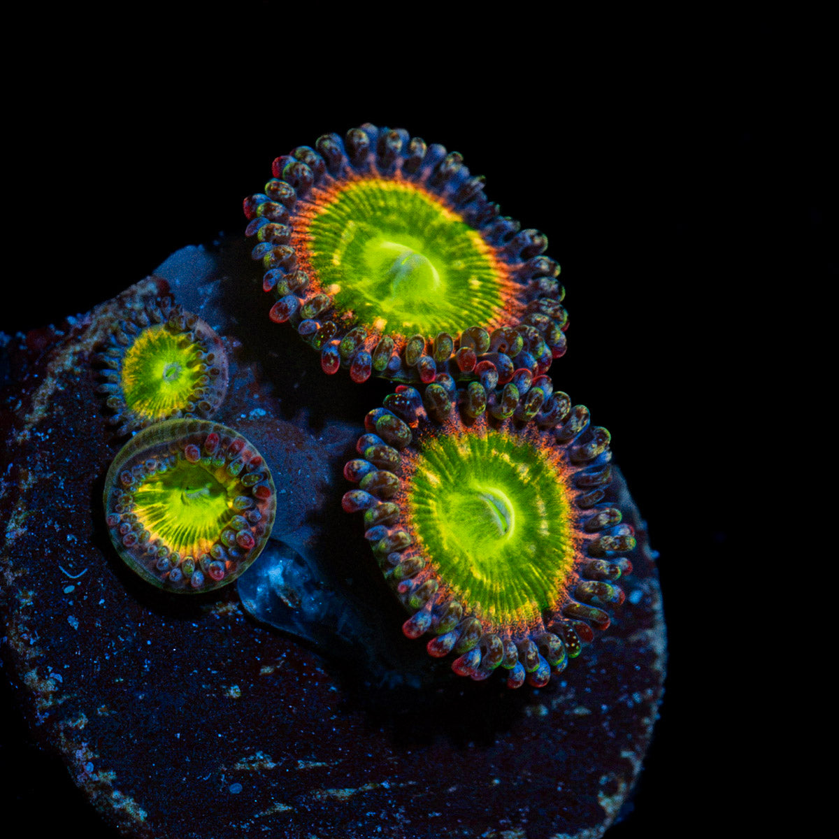 Tinker Bells Zoanthid Coral colony growth in reef aquarium