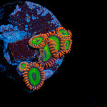 Green Goblins Zoanthid Coral with colony growth in reef aquarium