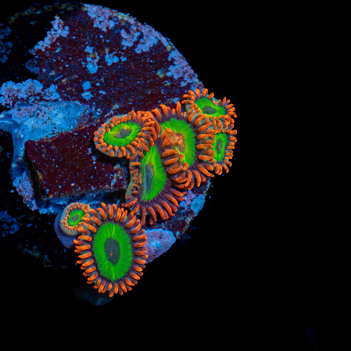 Green Goblins Zoanthid Coral with colony growth in reef aquarium