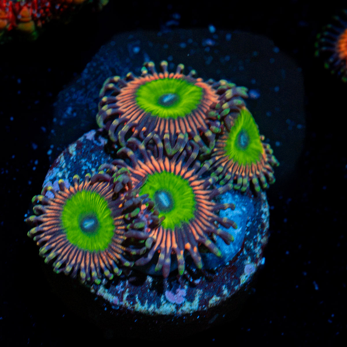 Candy Apple Red Zoanthid Coral colony growth in reef aquarium