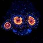 Valkarys Zoanthid Coral with colony growth in reef aquarium