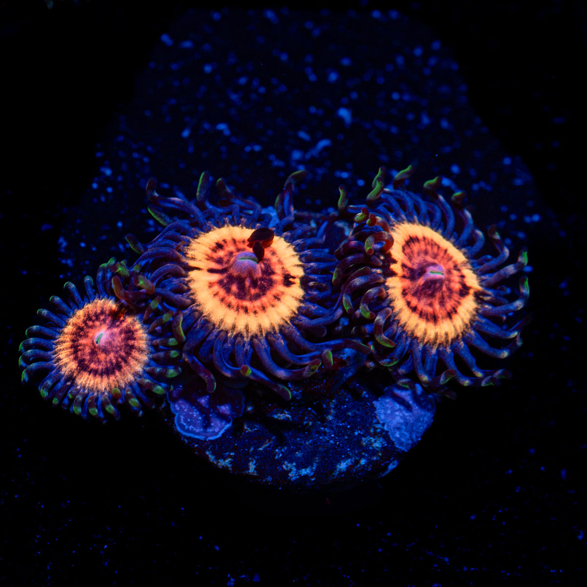 Valkarys Zoanthid Coral with colony growth in reef aquarium
