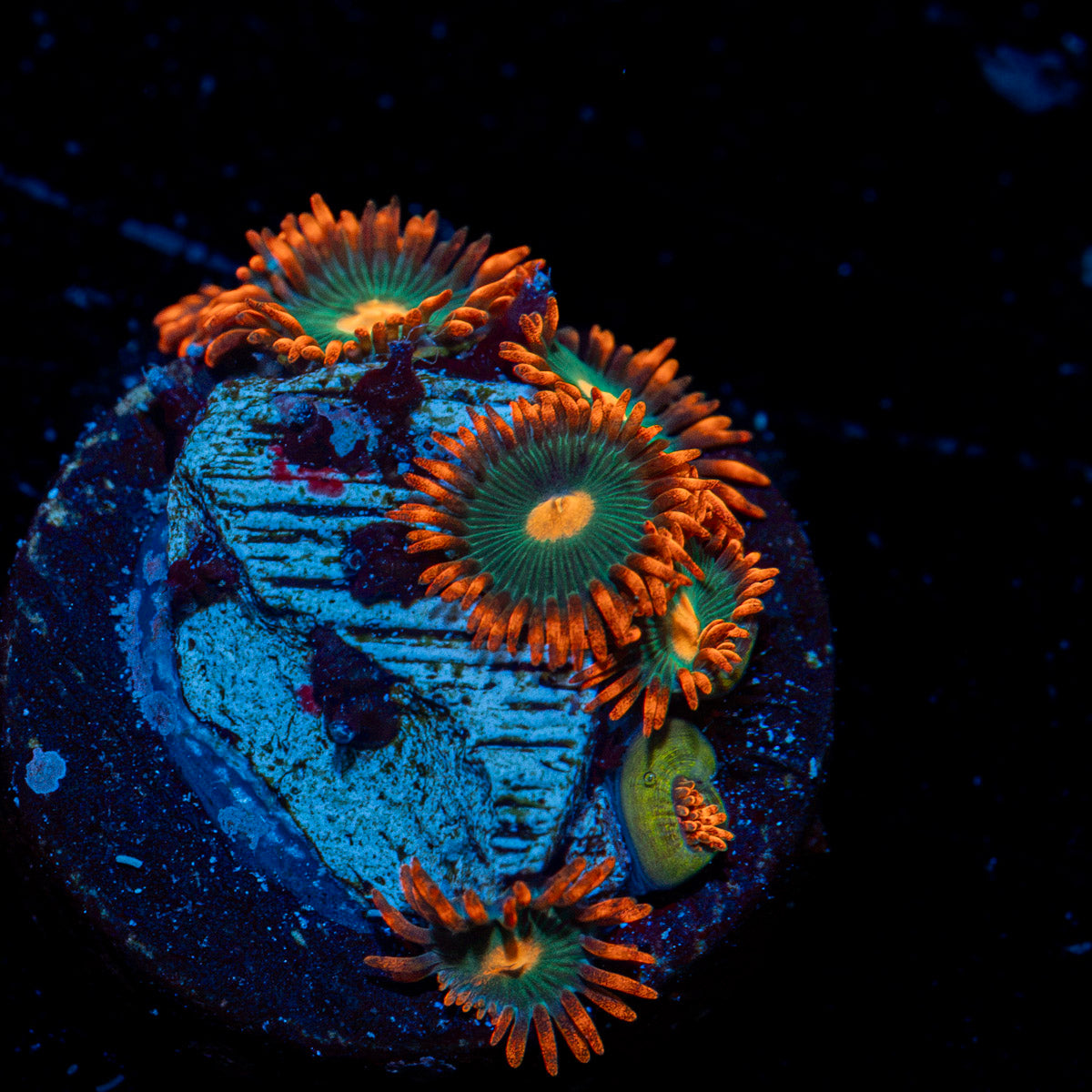 Gatorade Zoanthid Coral colony growth in reef aquarium