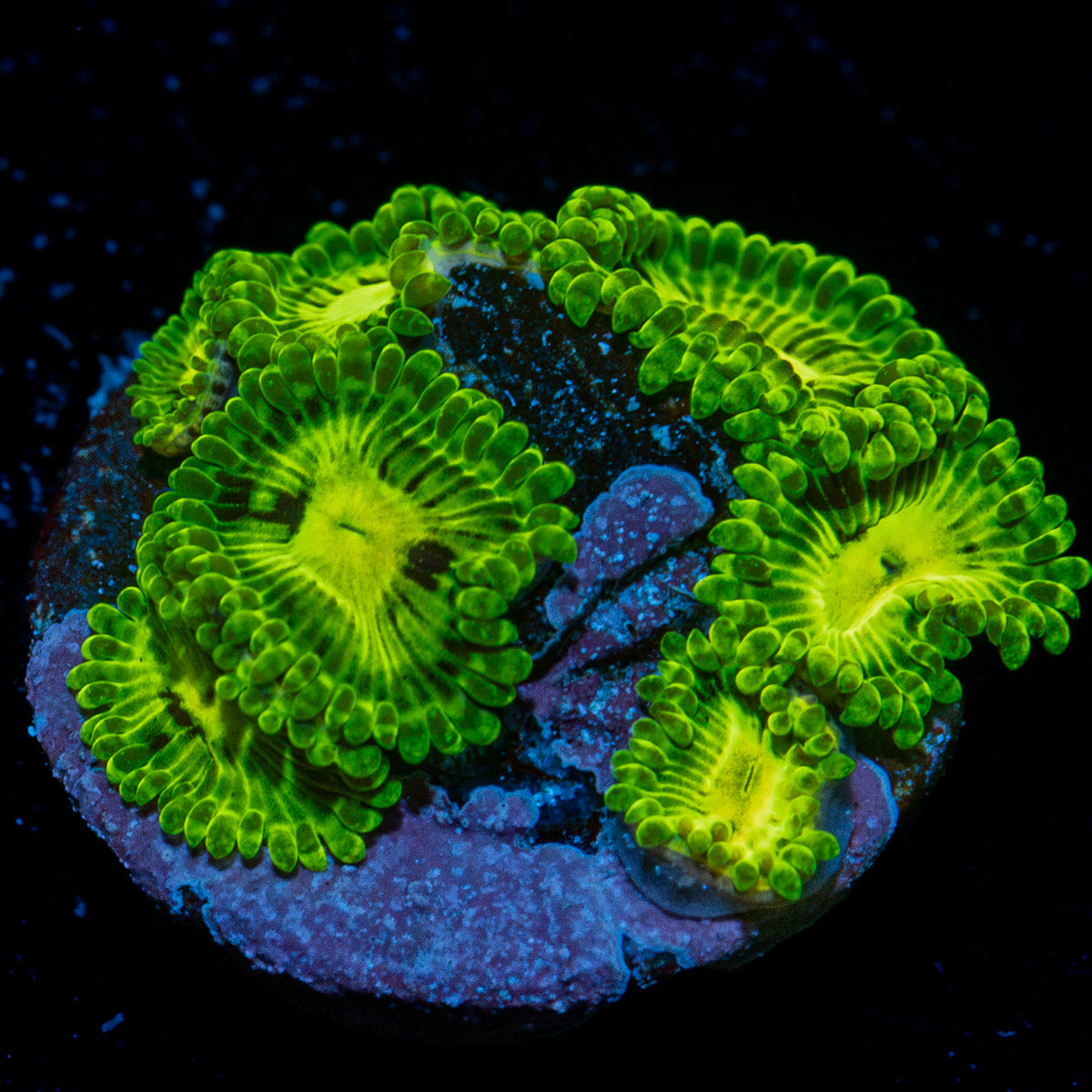 Emerald Muals Zoanthid Coral colony growth in reef aquarium