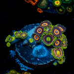 Zoanthid Multi Coral colony growth in reef aquarium