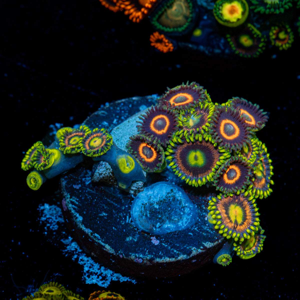 Zoanthid Multi Coral colony growth in reef aquarium
