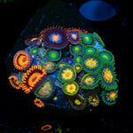 Zoanthid Multi Coral with colony growth in reef aquarium