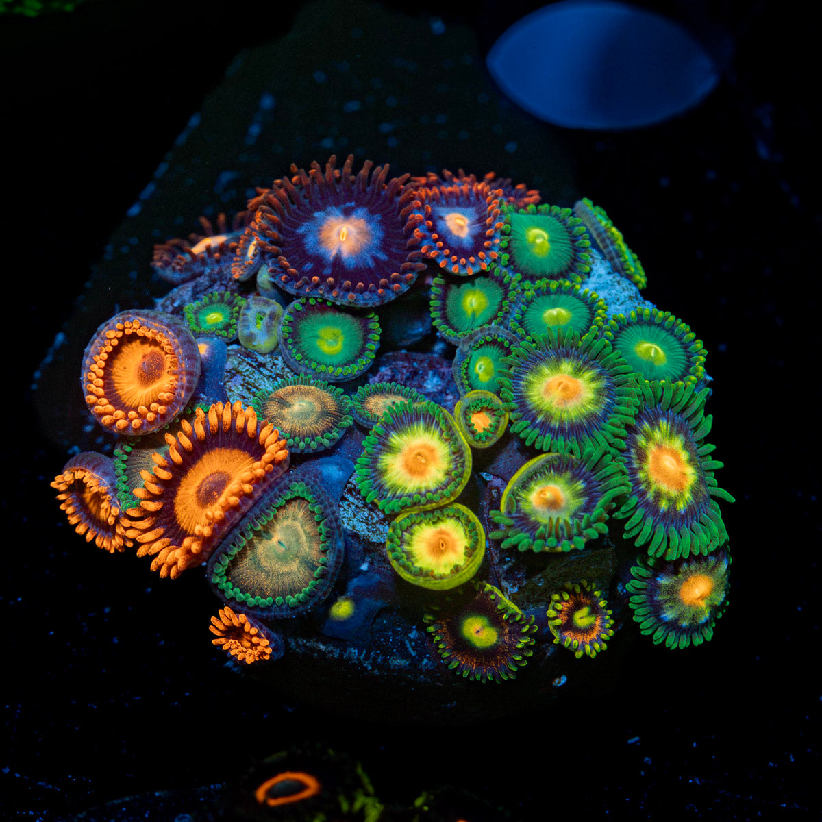 Zoanthid Multi Coral with colony growth in reef aquarium