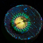 Milky Way Zoanthid 