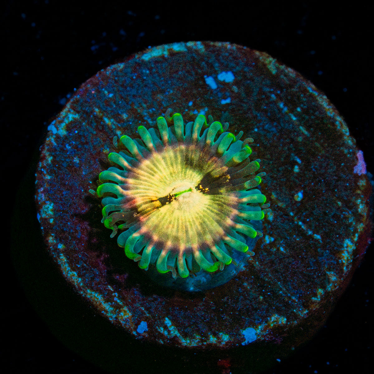 Milky Way Zoanthid 