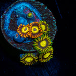 Combo Zoanthid 