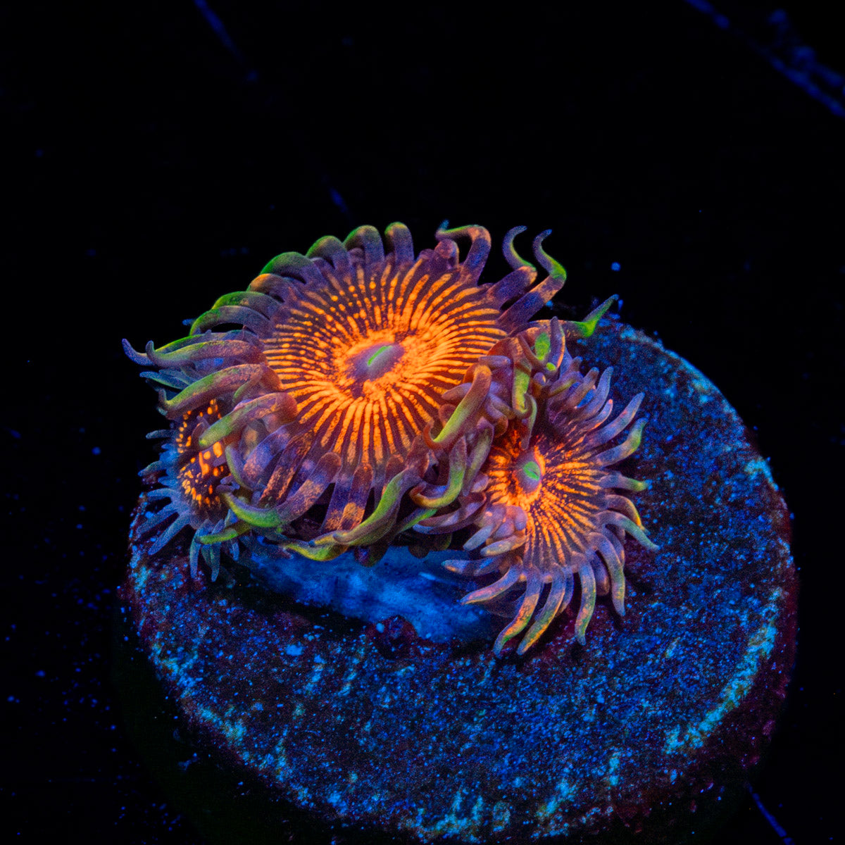 Aztec Warrior Zoanthid 
