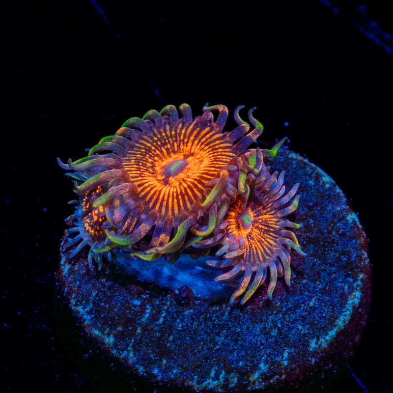 Aztec Warrior Zoanthid