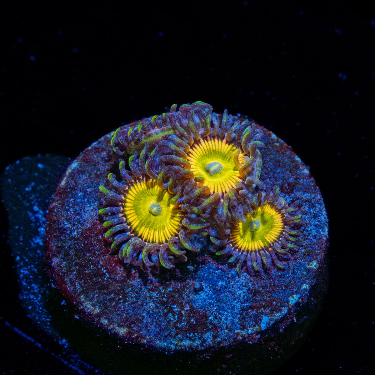 Tinker Bells Zoanthid 