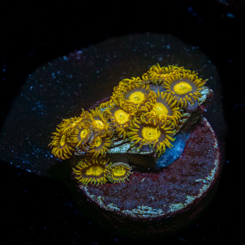King Midas Zoanthid