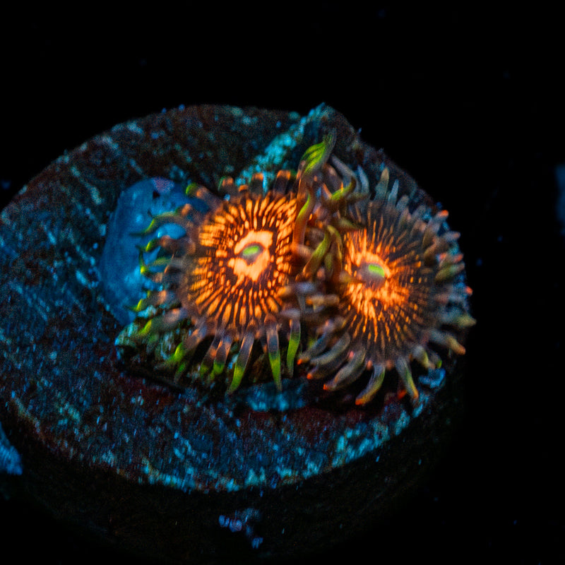 Aztec Warrior Zoanthid
