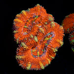 Acan Coral with fleshy polyps in reef aquarium