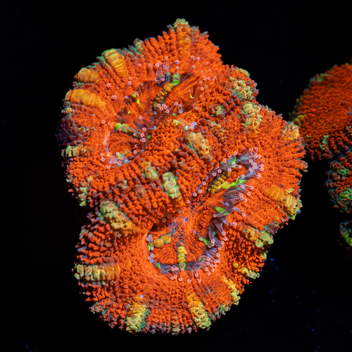 Acan Coral with fleshy polyps in reef aquarium