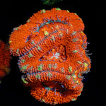 Acan Coral with fleshy polyps in reef aquarium