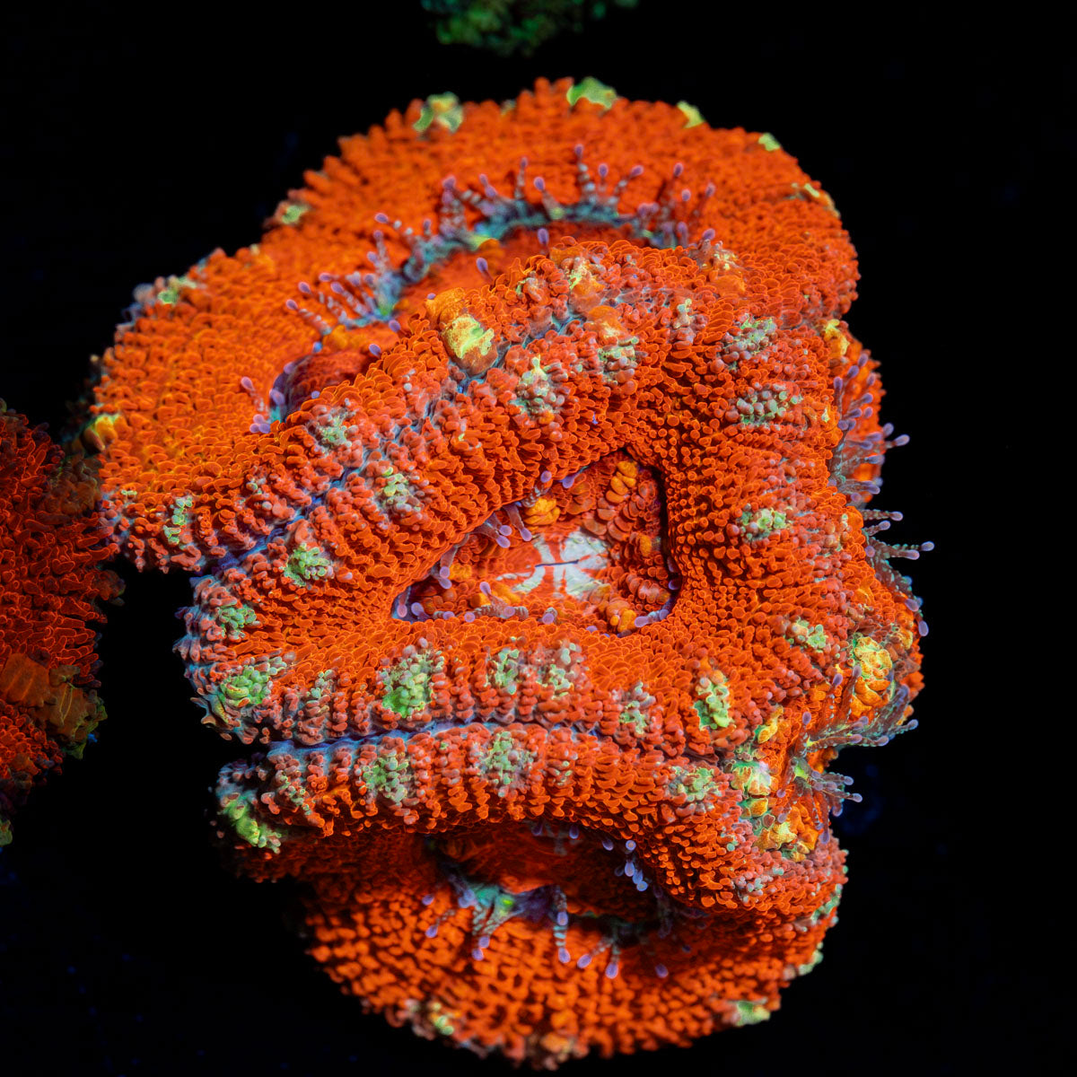 Acan Coral with fleshy polyps in reef aquarium