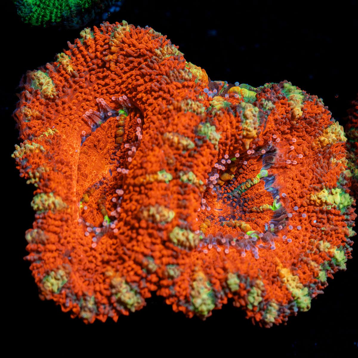 Acan Coral with fleshy polyps in reef aquarium