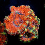 Acan Coral with fleshy polyps in reef aquarium