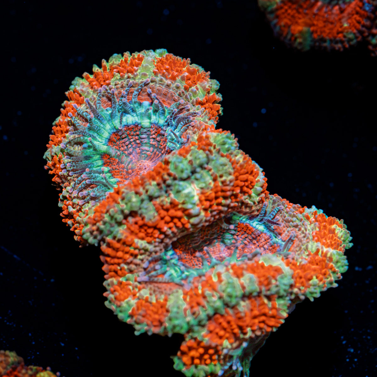Acan Coral with fleshy polyps in reef aquarium