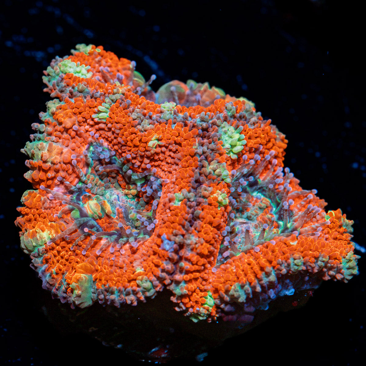 Acan Coral with fleshy polyps in reef aquarium