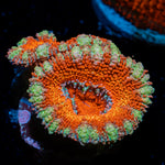 Acan Coral with fleshy polyps in reef aquarium