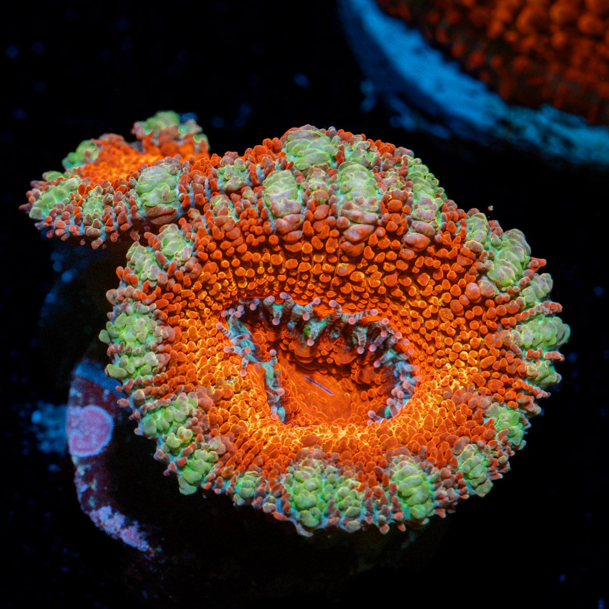 Acan Coral with fleshy polyps in reef aquarium