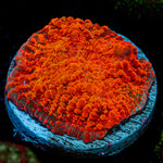 Cosmos Chalice Coral with encrusting growth in reef aquarium