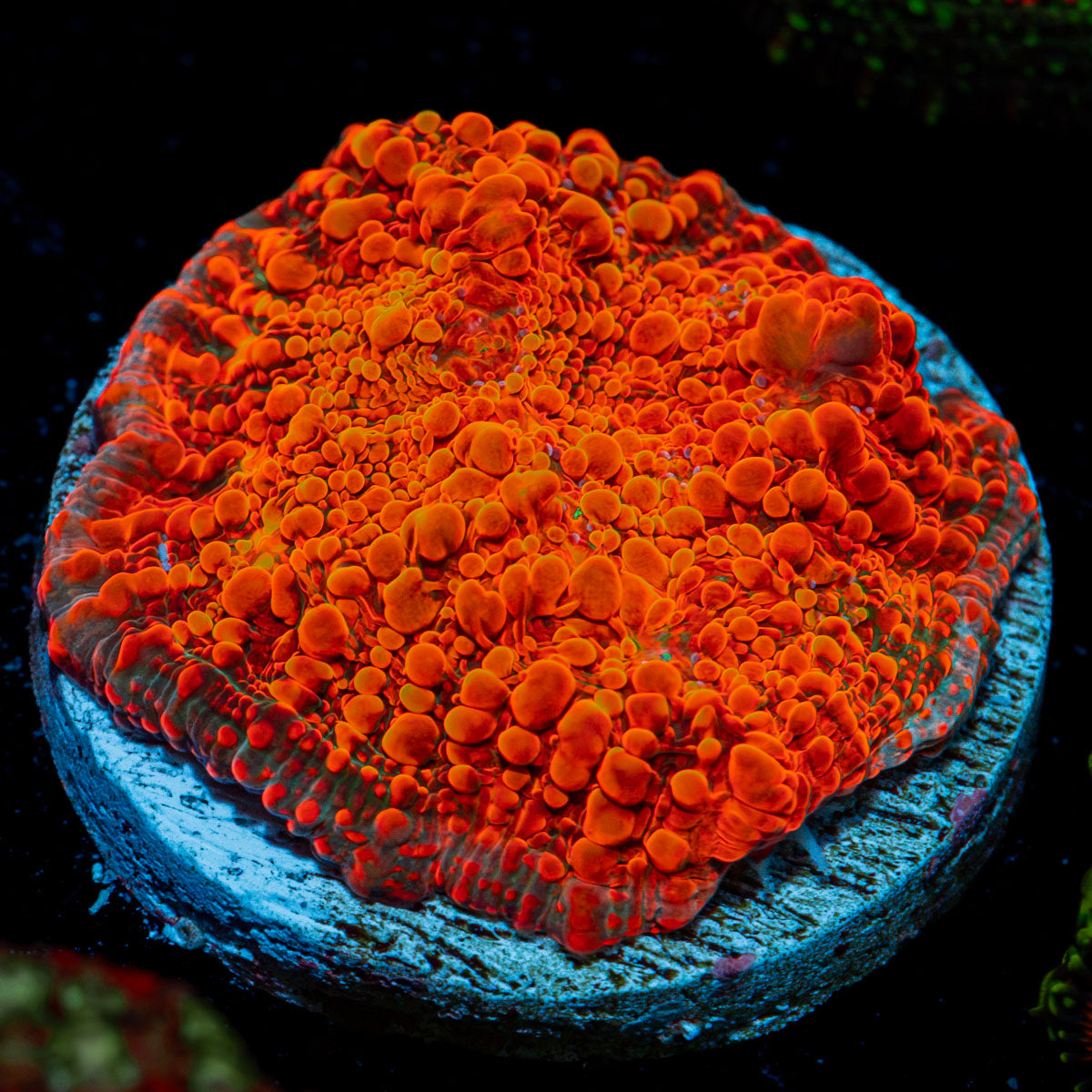 Cosmos Chalice Coral with encrusting growth in reef aquarium