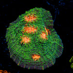 Mummy Eye Chalice Coral with encrusting growth in reef aquarium