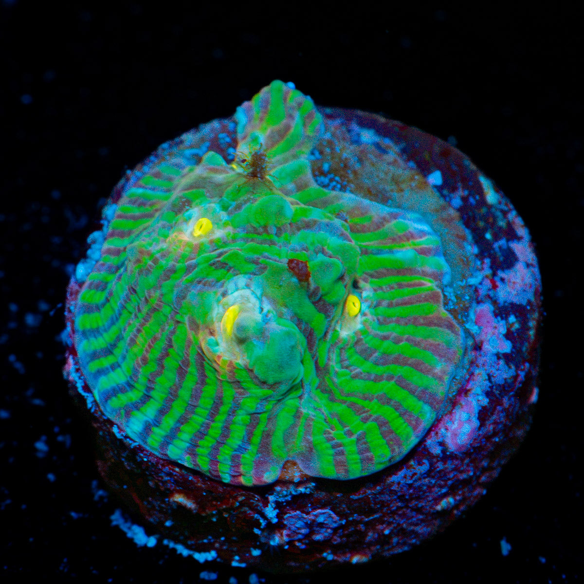 The Mask Convict Chalice Coral with encrusting growth in reef aquarium