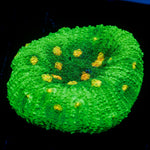 UFO Chalice Coral with encrusting growth in reef aquarium