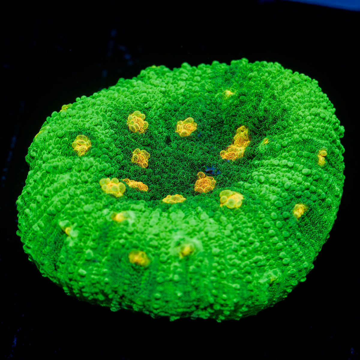 UFO Chalice Coral with encrusting growth in reef aquarium