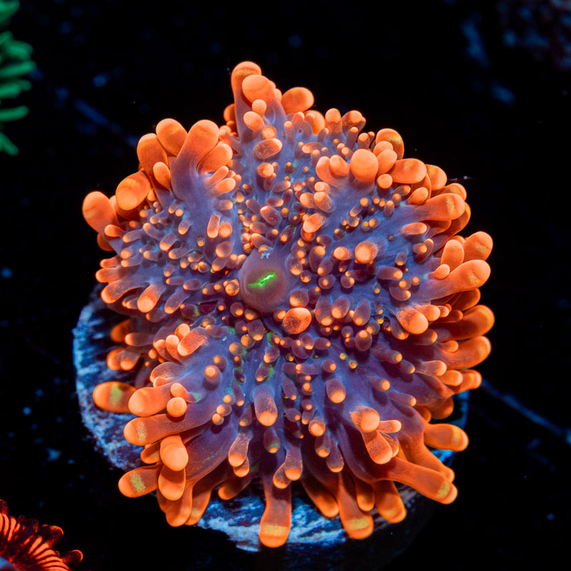 Orange Yuma Ricordea Mushroom Coral