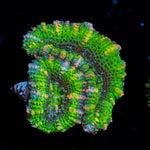Acan Coral with fleshy polyps in reef aquarium