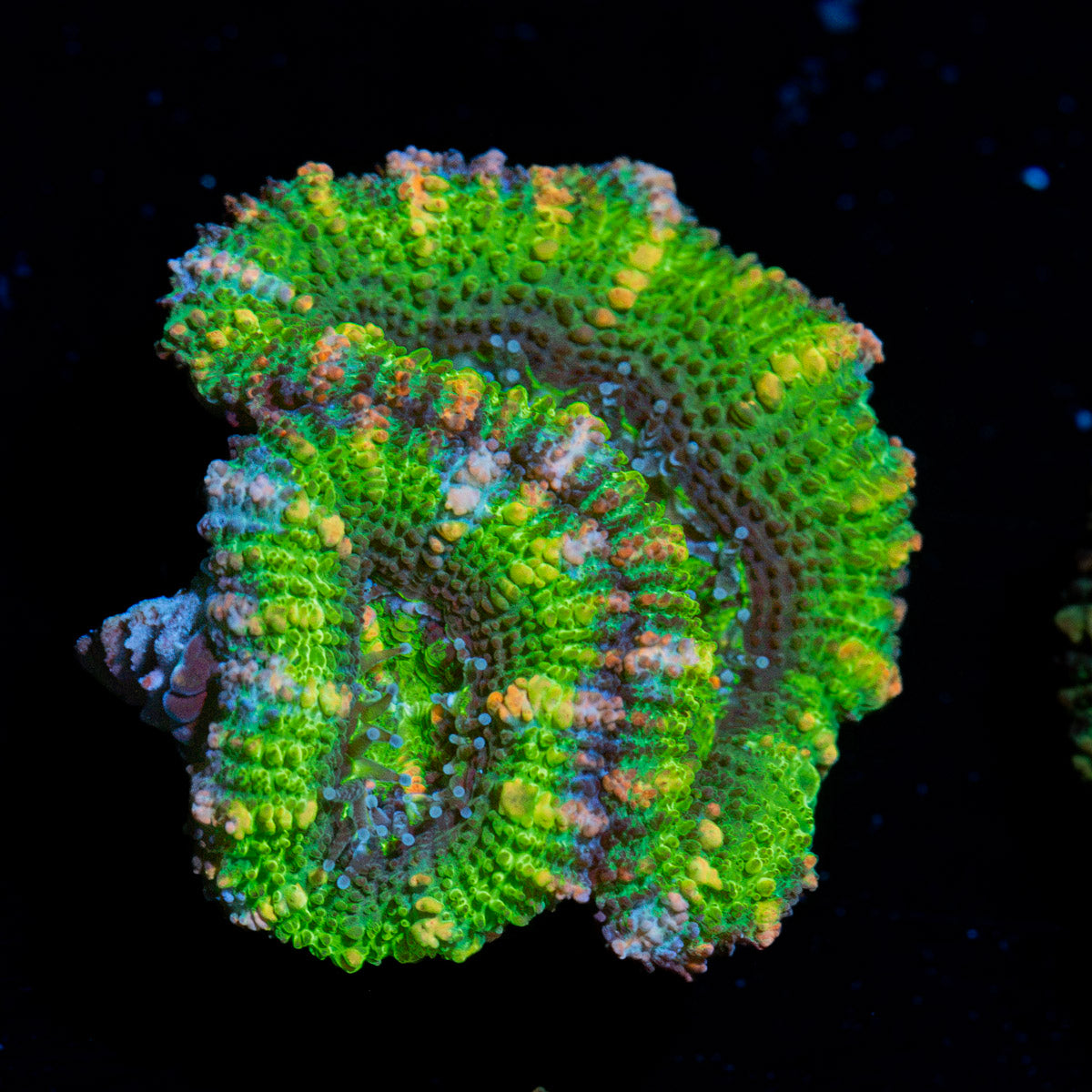 Acan Coral with fleshy polyps in reef aquarium