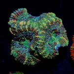 Acan Coral with fleshy polyps in reef aquarium
