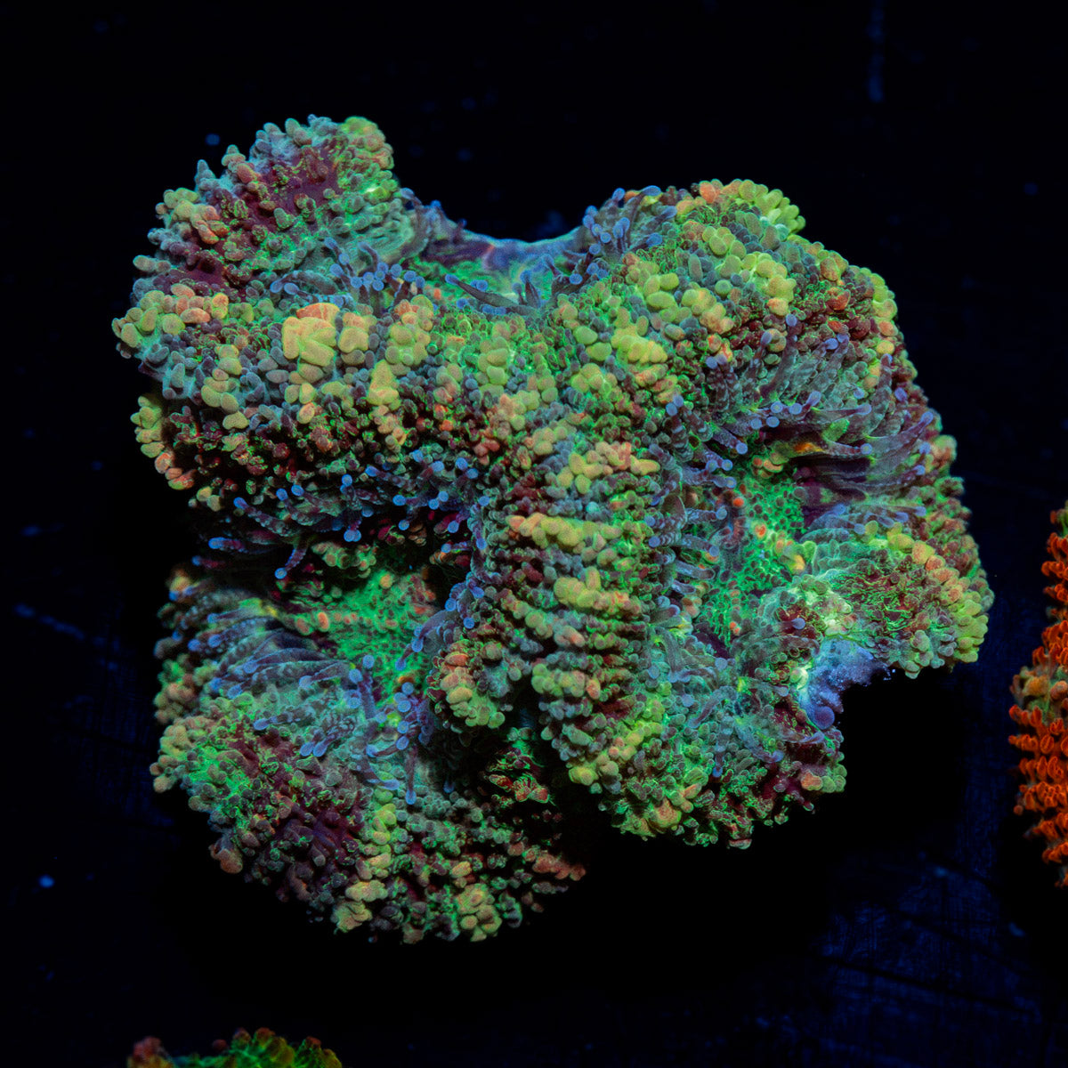 Acan Coral with fleshy polyps in reef aquarium