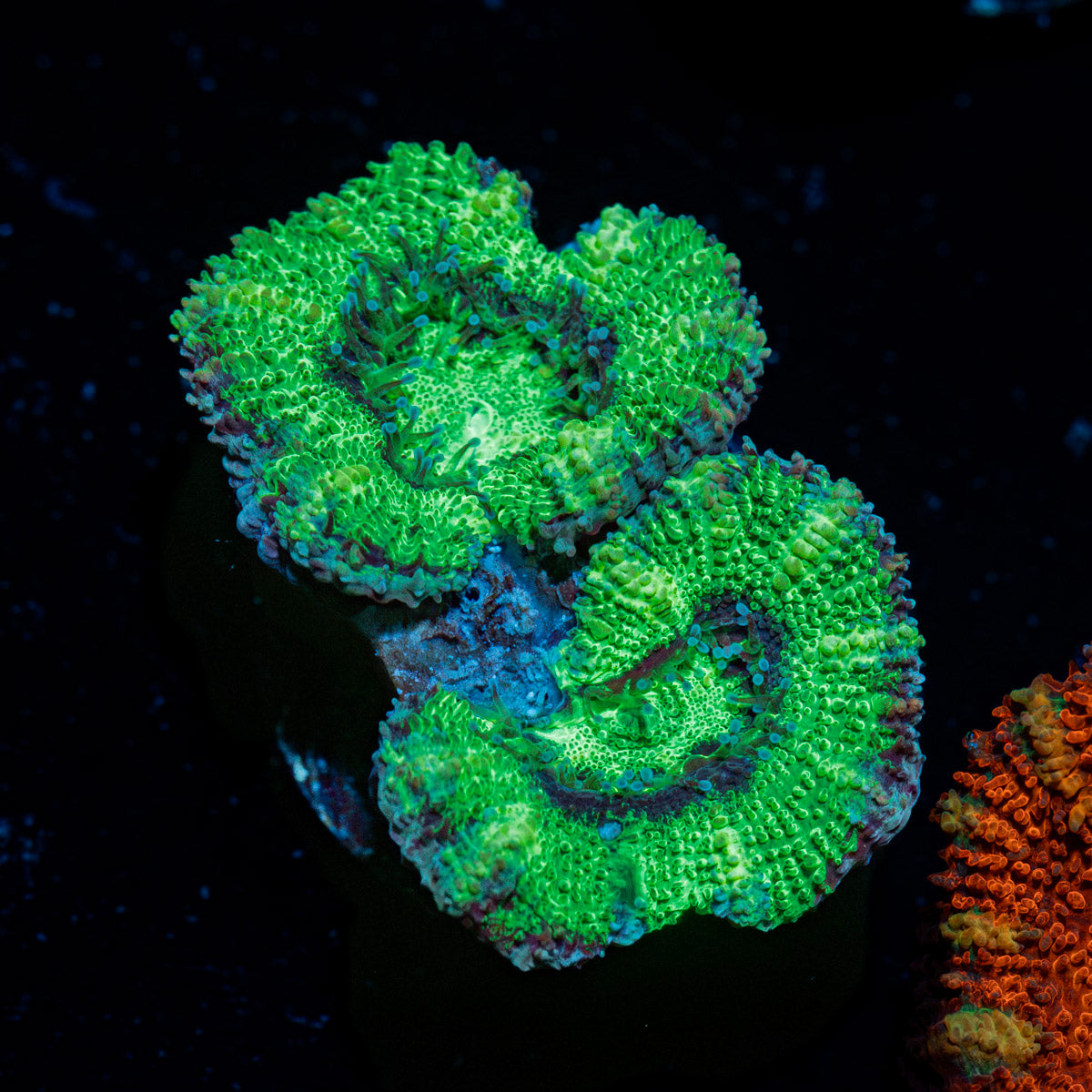 Acan Coral with fleshy polyps in reef aquarium