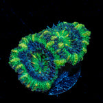 Acan Coral with fleshy polyps in reef aquarium
